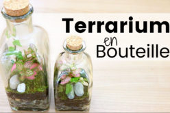 DIY – Comment créer un terrarium en bouteille | Plantes en bocal