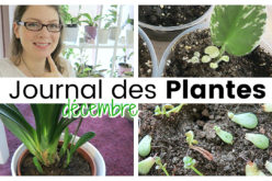 Journal des plantes – Attention chauffage, nouvelles pousses et petits accidents