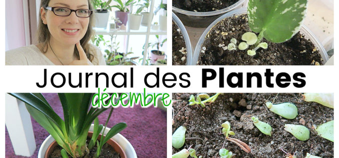 Journal des plantes – Attention chauffage, nouvelles pousses et petits accidents