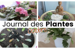 Journal des plantes – Fleurs d’intérieur, succulentes et retour de l’extérieur | Plant Life