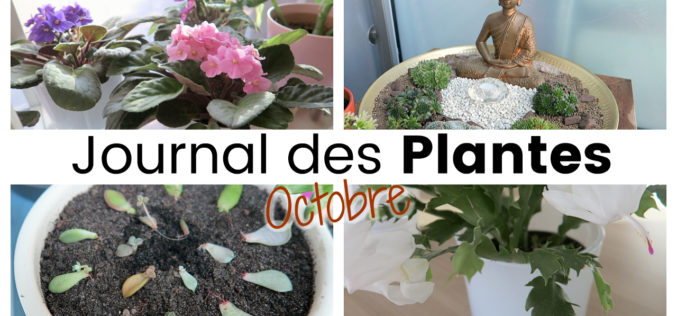 Journal des plantes – Fleurs d’intérieur, succulentes et retour de l’extérieur | Plant Life