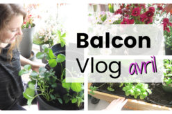 BALCON VLOG – Tour de fraises DIY, potager surélevé, repiquer les semis