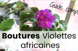 Guide – Comment faire des boutures de violettes africaines