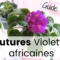 Guide – Comment faire des boutures de violettes africaines