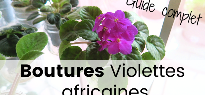 Guide – Comment faire des boutures de violettes africaines