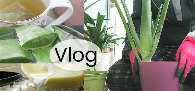 VLOG – Violettes en fleurs, shopping, livres, yaourt maison et jardinage