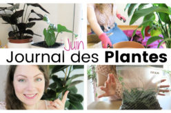 Journal des plantes – Plante géante, sachets de bouturage et rempoter la fleur de lune