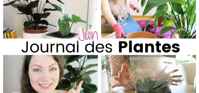 Journal des plantes – Plante géante, sachets de bouturage et rempoter la fleur de lune