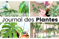 Journal des plantes – Plans d’automne, bouturages, rempotages et taille d’arbre de jade