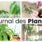 Journal des plantes – Plans d’automne, bouturages, rempotages et taille d’arbre de jade