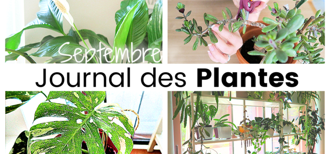 Journal des plantes – Plans d’automne, bouturages, rempotages et taille d’arbre de jade