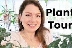 PLANT TOUR 2020 – Ma collection complète de plantes d’intérieur