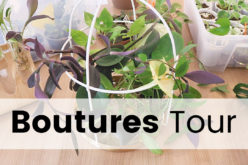 Boutures Tour – Je vous montre toutes mes boutures de plantes d’intérieur