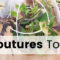 Boutures Tour – Je vous montre toutes mes boutures de plantes d’intérieur