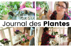 Journal des plantes – Réorganisation de la plantagère, anti mouches et nettoyages