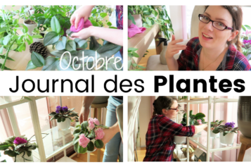 Journal des plantes – Réorganisation de la plantagère, anti mouches et nettoyages