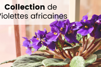 Ma collection de Violettes Africaines – Saint Paulia, les fleurs, spéciales et chimères