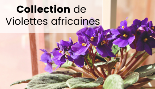 Ma collection de Violettes Africaines – Saint Paulia, les fleurs, spéciales et chimères