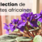 Ma collection de Violettes Africaines – Saint Paulia, les fleurs, spéciales et chimères