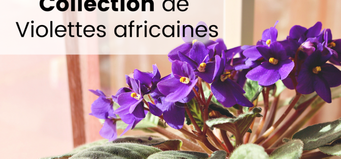 Ma collection de Violettes Africaines – Saint Paulia, les fleurs, spéciales et chimères